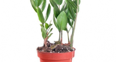 Zamioculcas - pro koho to může být nebezpečné